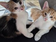 Baby Katzen 12 Wochen alt - Emmingen-Liptingen