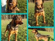 Cap Mischling Rüde Junghund sucht Heim - Margetshöchheim