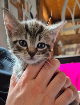 Kitten suchen weiterhin ein Zuhause - Spantekow