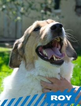 Roy - sanftes Seelchen - Berlin