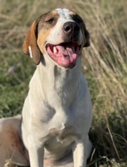 Nala 💗 aktiver, so verschmuster HSH-Mix - Hamburg