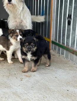 Azrael sucht seine Herzensmenschen - Celle