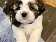 Shih-Tzu/Malteser Mix Welpen