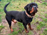 Reinrassiger Rottweiler Rüde ADRK Leistungszucht - Braunschweig