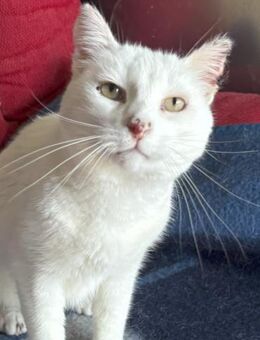 Burrata sucht ein Zuhause! - Althütte