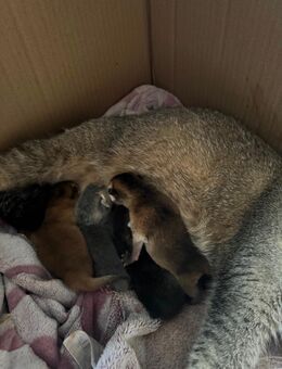 Sehr Hübsch Bkh Kitten - Kamp-Lintfort