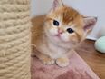 Bkh Kitten mit Stammbaum in 46047