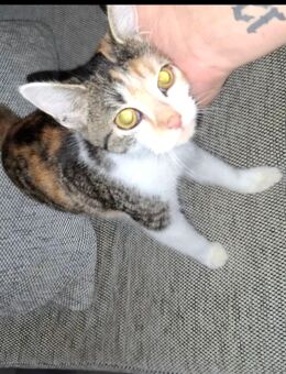 Kleine katze zoe sucht ein zuhause - Magdeburg