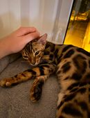Bengal-Kater Yoshiko – neugierig und verspielt 🐾 in 39104