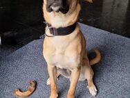 Nero, Sportskanone sucht Familie - Lenningen