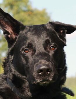 Joko - Deutscher Schäferhund-Mix - 8 Jahre - Tierhilfe Franken e.V. - Lauf (Pegnitz) Zentrum