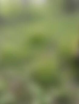 Han*** - Saalfeld (Saale)