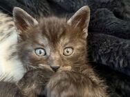 Bengal- Bkh -Mix Kitten bald abgabebereit - Herne