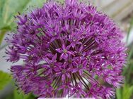 Samen Allium giganteum Riesenkugel-Lauch lila und weitere - Norderstedt