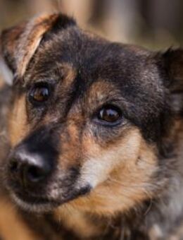 KENAI💖kleine Kämpferin mit großem Herz - Hamburg