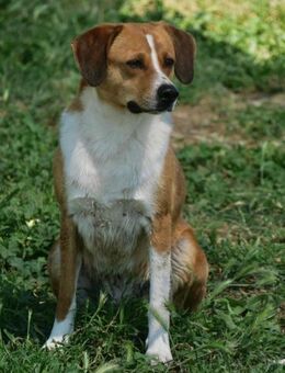 Waiko-aufgeschlossen-neugierig-verschmus - Haan