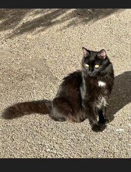 SOS🐾 Liebevoller Toldo sucht Wärme 🐾 - Eislingen (Fils)