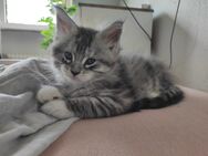 Süßes reinrassiges Maine Coon Kitten - Essen