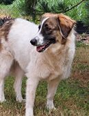 Ozora: Freundliche Herdenschützerin möchte überzeugen in 84104