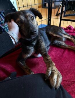 Ibiza toller Junghund sucht ... - Kallmünz