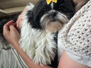 Shih Tzu Welpe abzugeben 4 Monate alt Weibchen - Duisburg