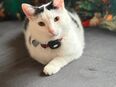 4-jähriger EKH-Kater in liebevolle Hände abzugeben in 48529