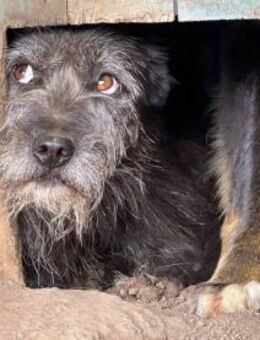 Struppy - großes Herz auf 4 Pfoten 🐾 - Elsdorf (Nordrhein-Westfalen)