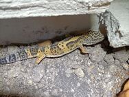 Dringend abzugeben Leopardgecko Männchen n - Ilsede