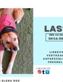 Lasse❤️- liebevoller Jungrüde sucht... - Rambin