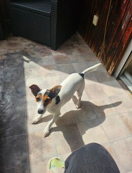 Reinrassige Jack russell Hündin - Heidenheim (Brenz)