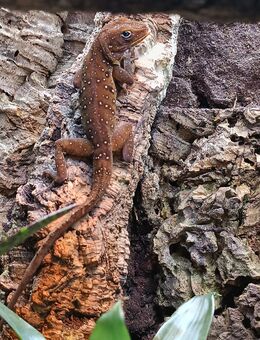 Anolis oculatus Hochland Anolis - Röderland
