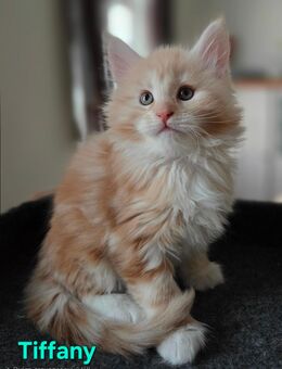 Maine Conn Kitten Rot & Creme - Gräfenthal