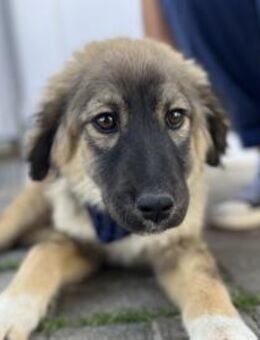Davis - Toller Junghund sucht Familie - Berlin