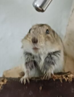 Graue Steppenlemminge - süße junge Männchen abzugeben - Bad Sooden-Allendorf