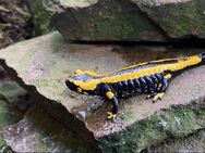 Gebänderter Feuersalamander (Salamandra salamandra terrestris) - Langenhagen