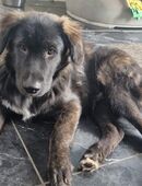 Welpen suchen ein neues Zuhause in 47829