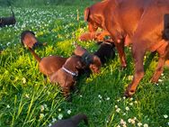 Schokobraune Labrador Welpen - Halberstadt