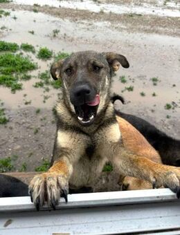 Levi ist unser Kuschelbär 🐾 - Elsdorf (Nordrhein-Westfalen)