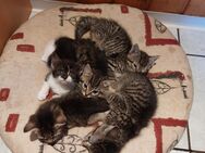 Mischlingskitten 5 kleine Mädchen - Sassenburg