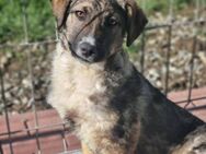 Amy mit Schwester herzlos ausgesetzt - Blankenheim (Nordrhein-Westfalen)