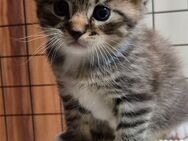 Maine Coon SF Kitten ab 10 2025 - Langen (Hessen)