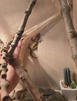 Fingerfecher Gecko zu Verkaufen - Arnstein Arnstedt