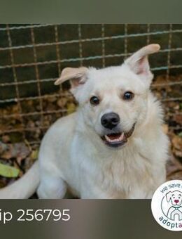 Chip 256795: Hundekind sucht ein Zuhause - Kirchzell