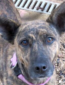 Angela -braucht sichere Menschen- - Oldenburg