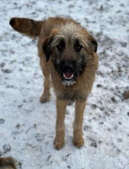 Amala mit dem treuen Blick - Celle