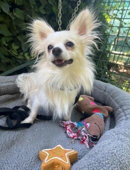 Mignon 1-jähriger Chihuahua - Kassel