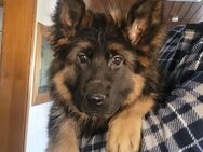 Schäferhund Welpen lange Haare - Scheibenhardt
