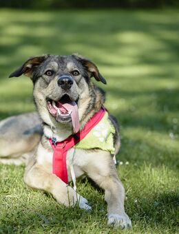 ROCKY sucht sein für immer Zuhause - Malsch (Landkreis Karlsruhe)