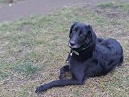 Sheena sucht ein neues Zuhause - Neuss