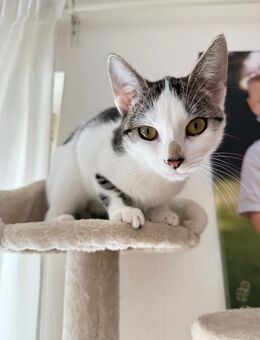 Junge, aktive Katze sucht liebevolles Zuhause mit Freigang - Mönchengladbach